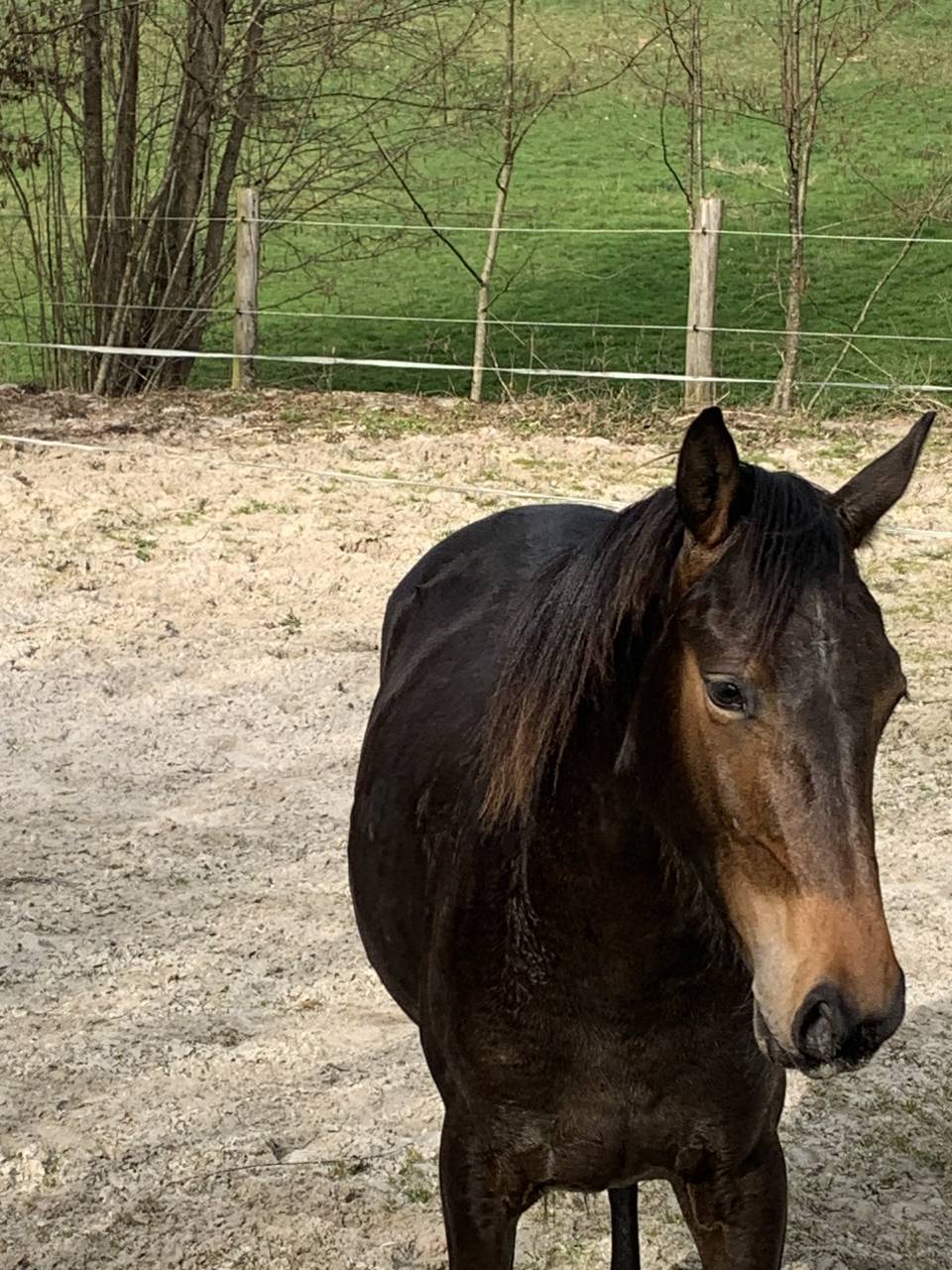 &Agrave; vendre entier de 2 ans 