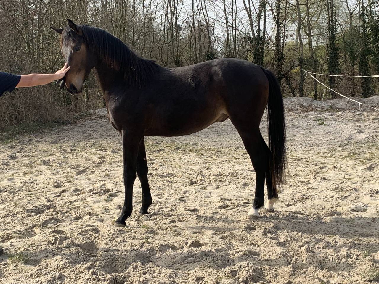 &Agrave; vendre entier de 2 ans 