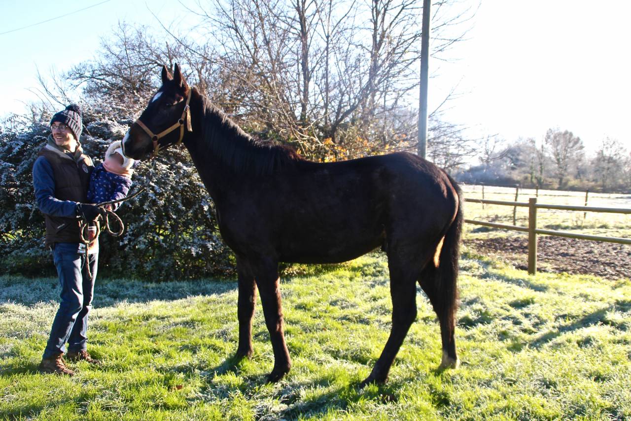 Pur-sang anglais de 4 ans cherche sa famille 