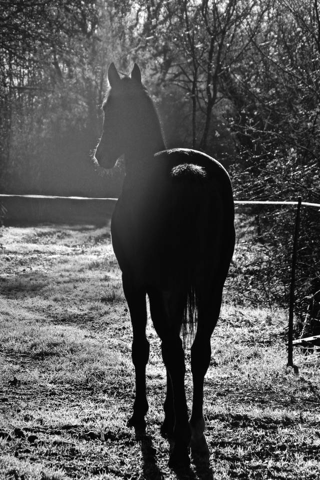 Pur-sang anglais de 4 ans cherche sa famille 