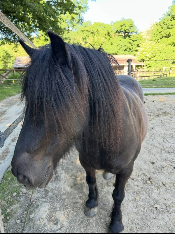 Vente ponette B de 12ans