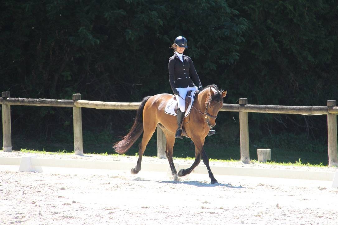 Poney de sport &agrave; vendre