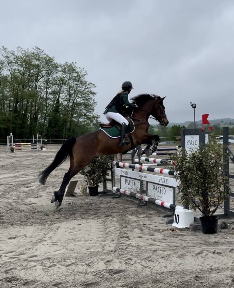 Poney de sport &agrave; vendre