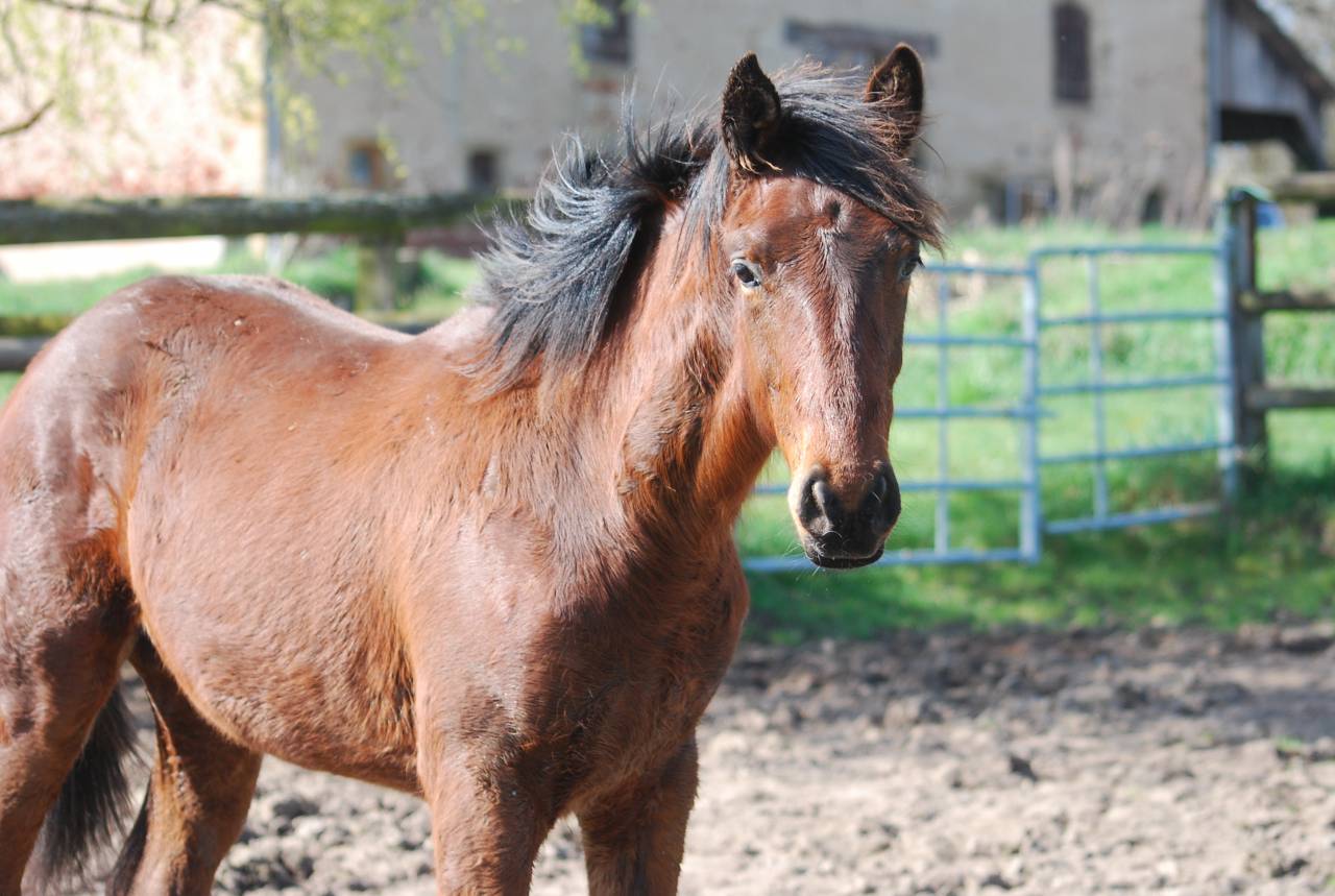 M&acirc;le par El Barone 