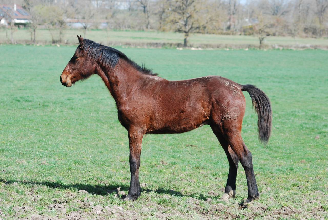 M&acirc;le par El Barone 