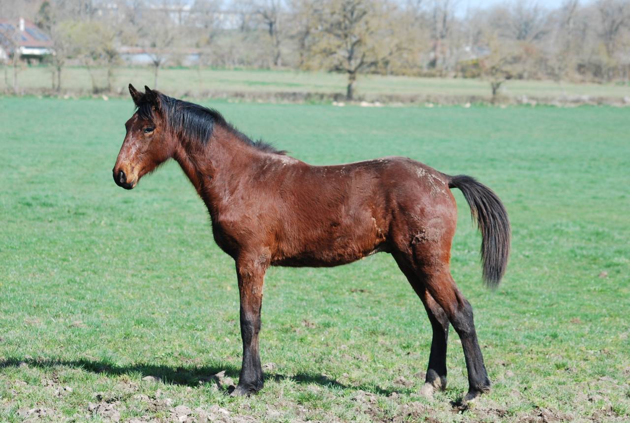 M&acirc;le par El Barone 