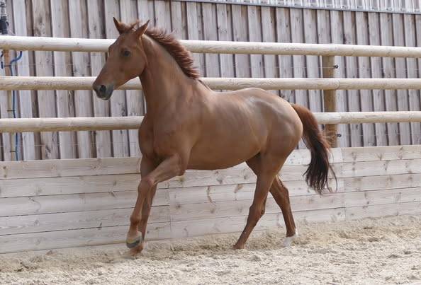 Poulini&egrave;re top origines