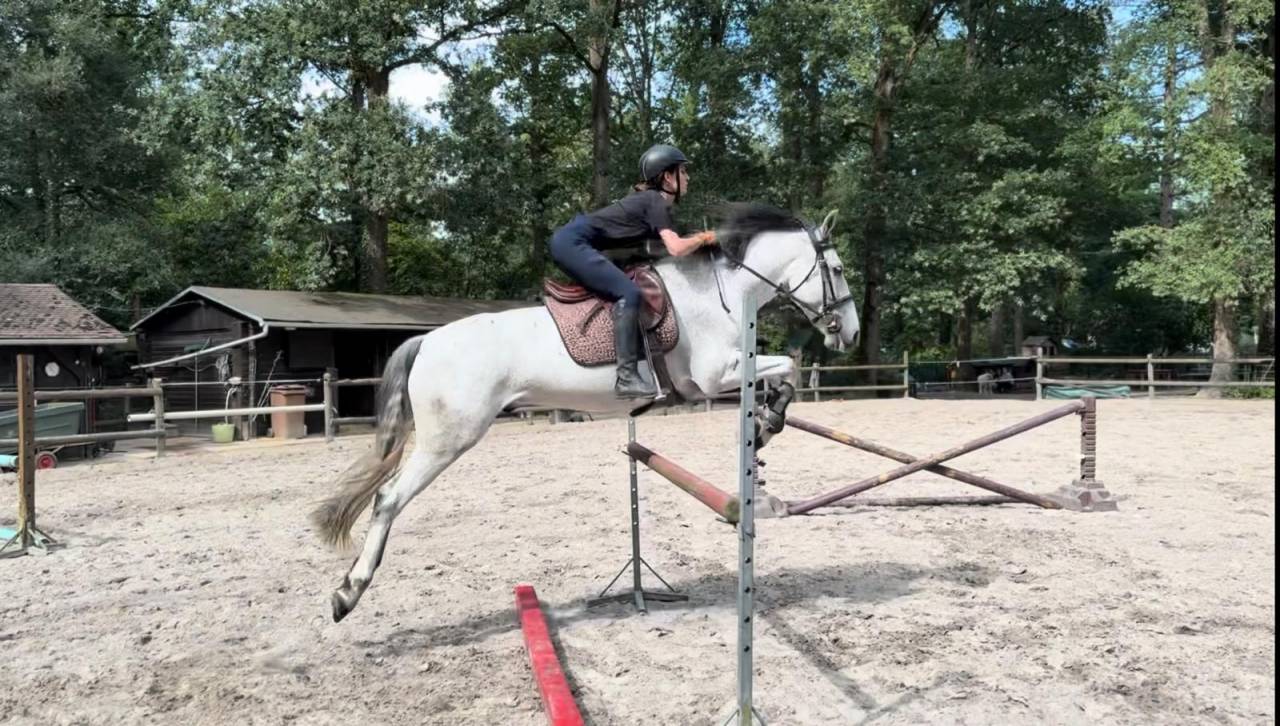 HONGRE ESPAGNOL 10 ANS