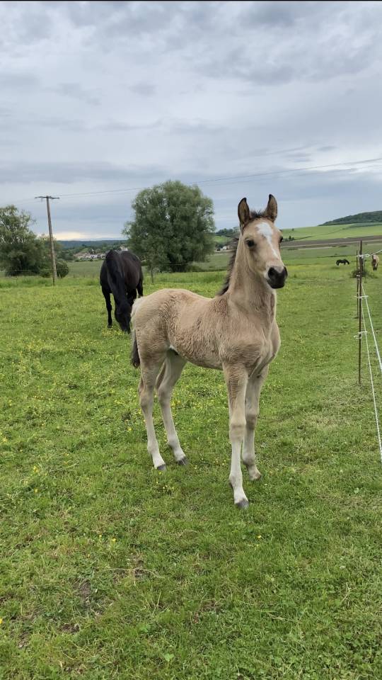 poulain 2 ans &agrave; vendre 