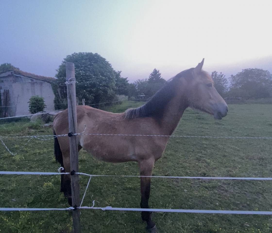 poulain 2 ans &agrave; vendre 