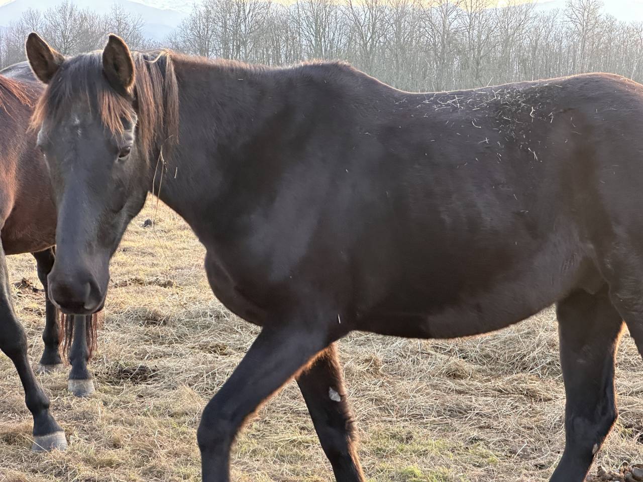 Lot de deux jeunes chevaux non d&eacute;bourr&eacute;s