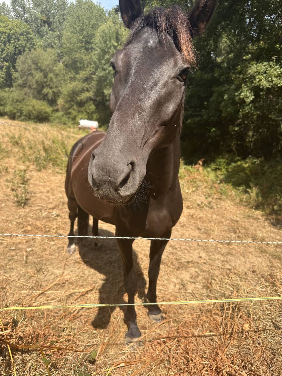 Lot de deux jeunes chevaux non d&eacute;bourr&eacute;s