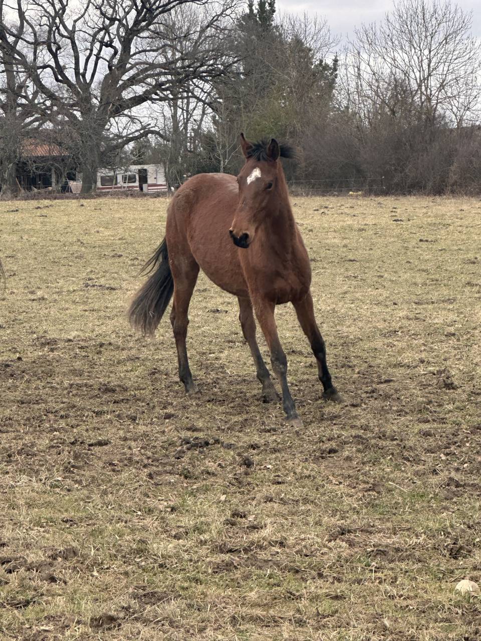 Lot de deux jeunes chevaux non d&eacute;bourr&eacute;s