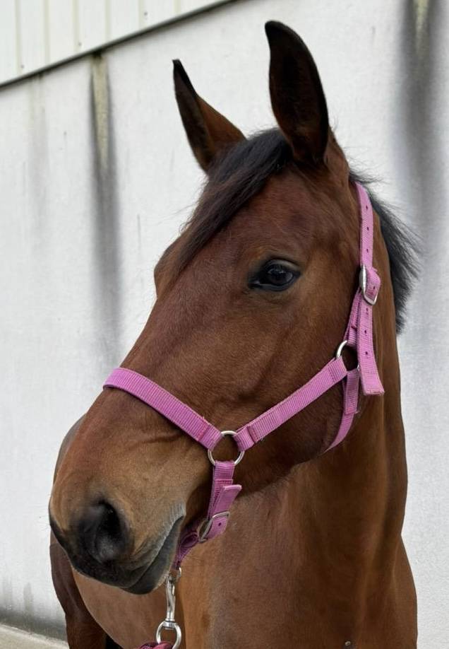 Superbe Jument SF pour CSO, 7 ans  par CHACCO ROUGE !