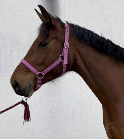 Superbe Jument SF pour CSO, 7 ans  par CHACCO ROUGE !