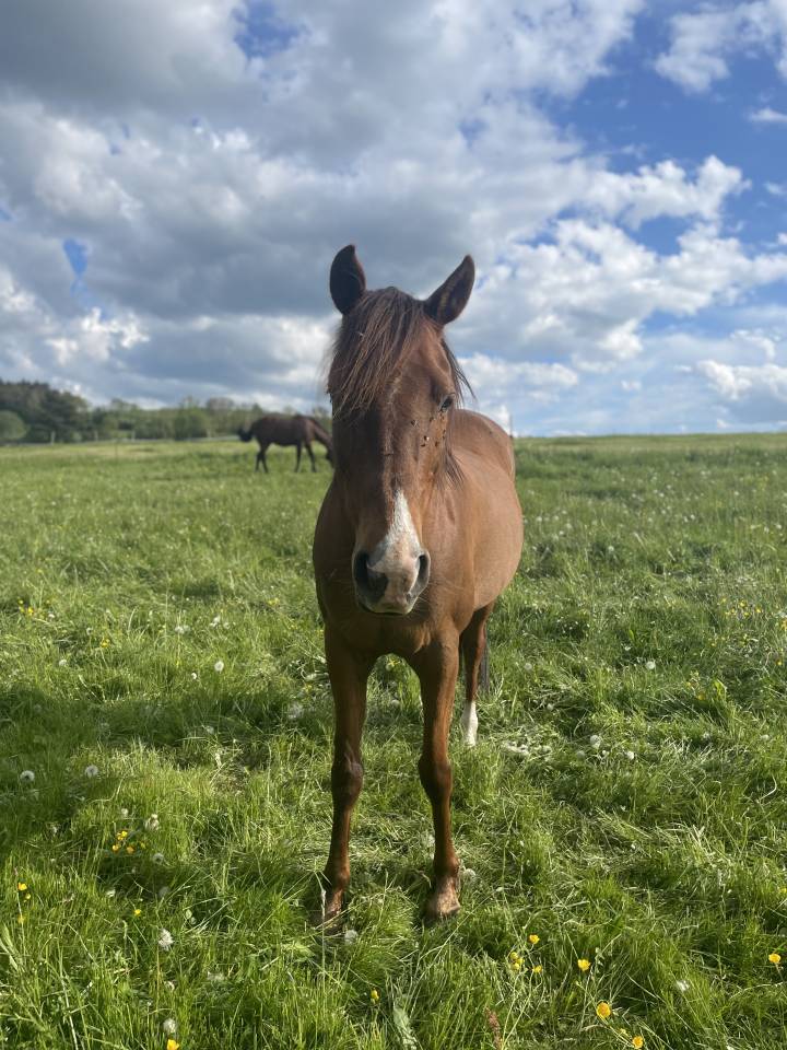 Jument pour compagnie 