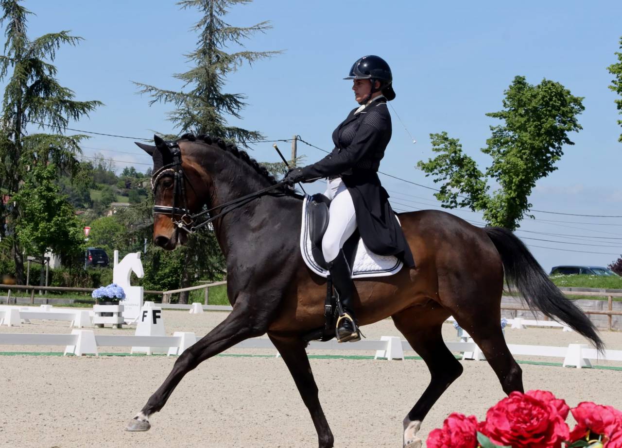 Hongre - KWPN - 14 ans - Dressage - PSG - France