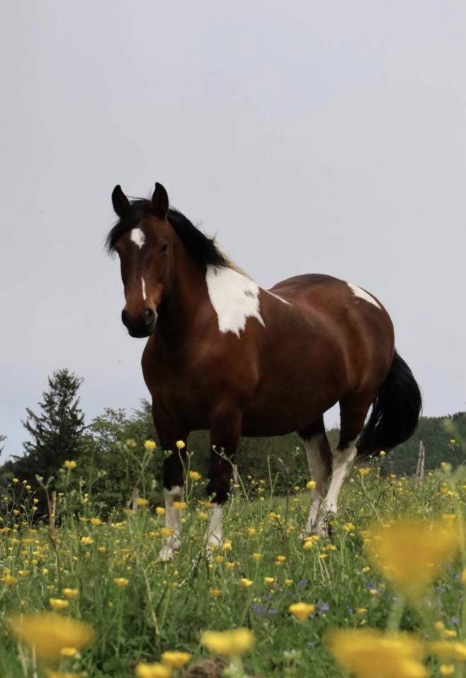 Vente ou d&eacute;p&ocirc;t vente : AZONIE 