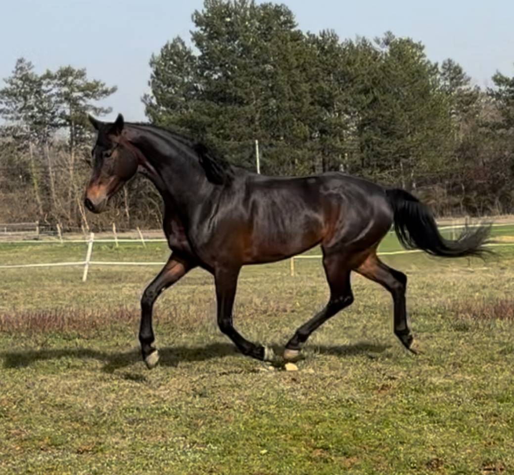 Jument de dressage 6ans