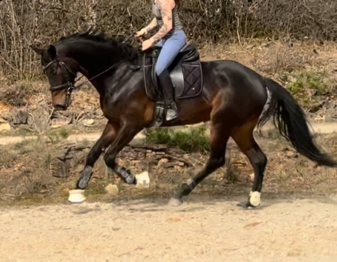 Jument de dressage 6ans