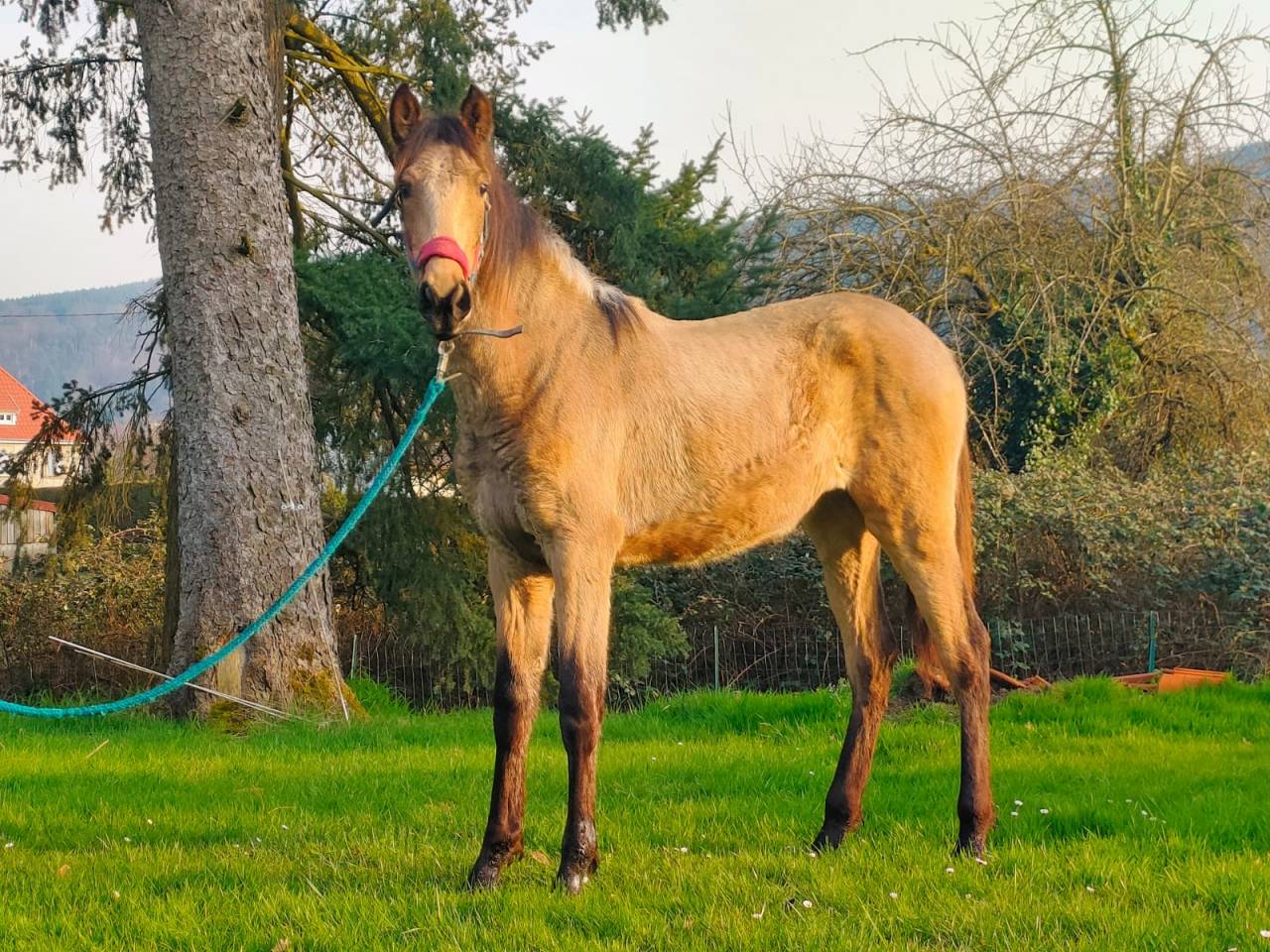 Pouliche isabelle PRE 1 an &ndash; Plein papiers &ndash;PIANA DEL