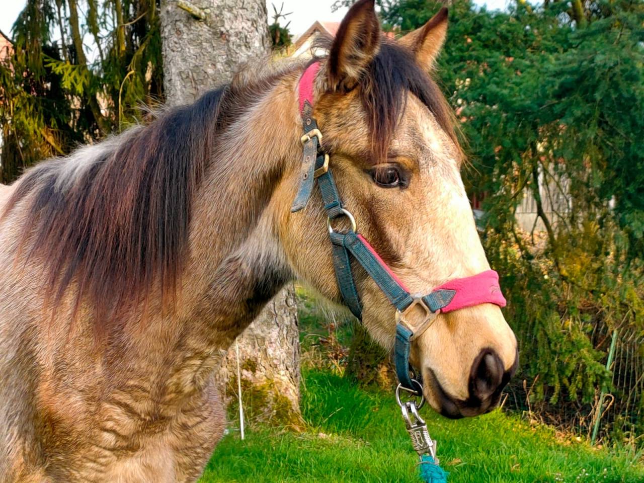 Pouliche isabelle PRE 1 an &ndash; Plein papiers &ndash;PIANA DEL