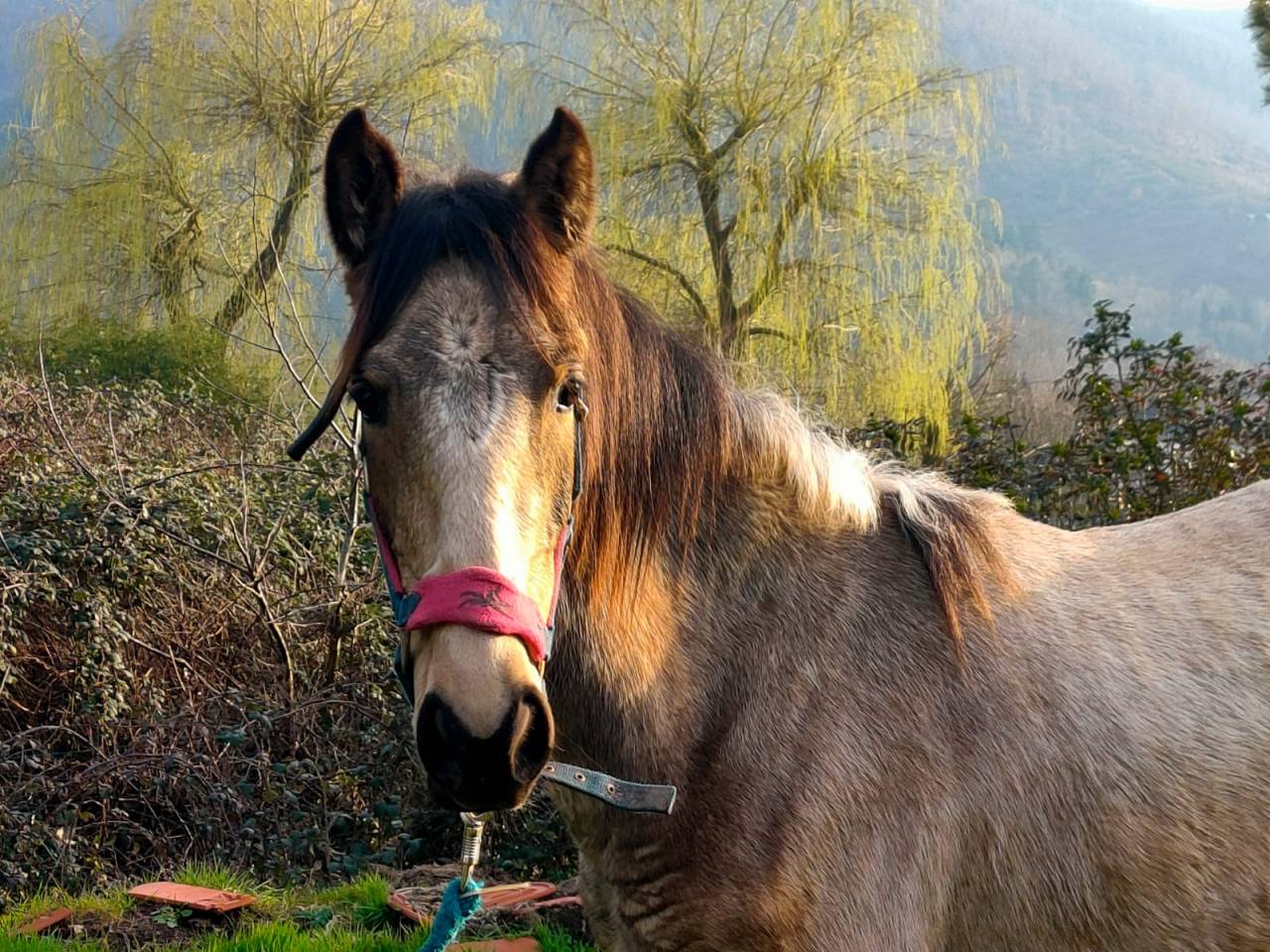 Pouliche isabelle PRE 1 an &ndash; Plein papiers &ndash;PIANA DEL