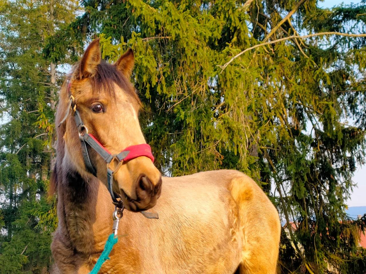 Pouliche isabelle PRE 1 an &ndash; Plein papiers &ndash;PIANA DEL