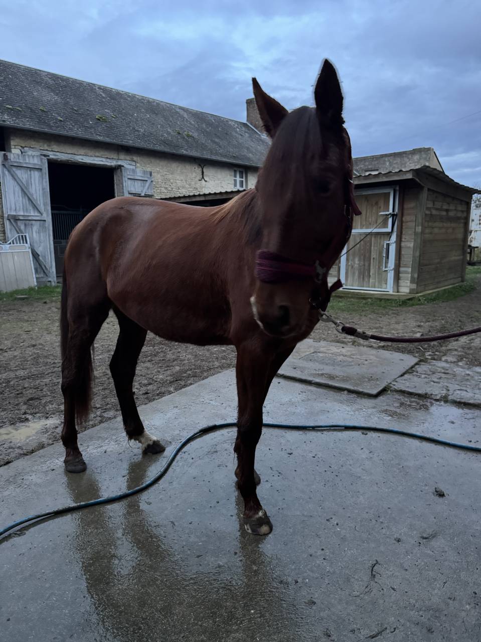 Poulini&egrave;re TF