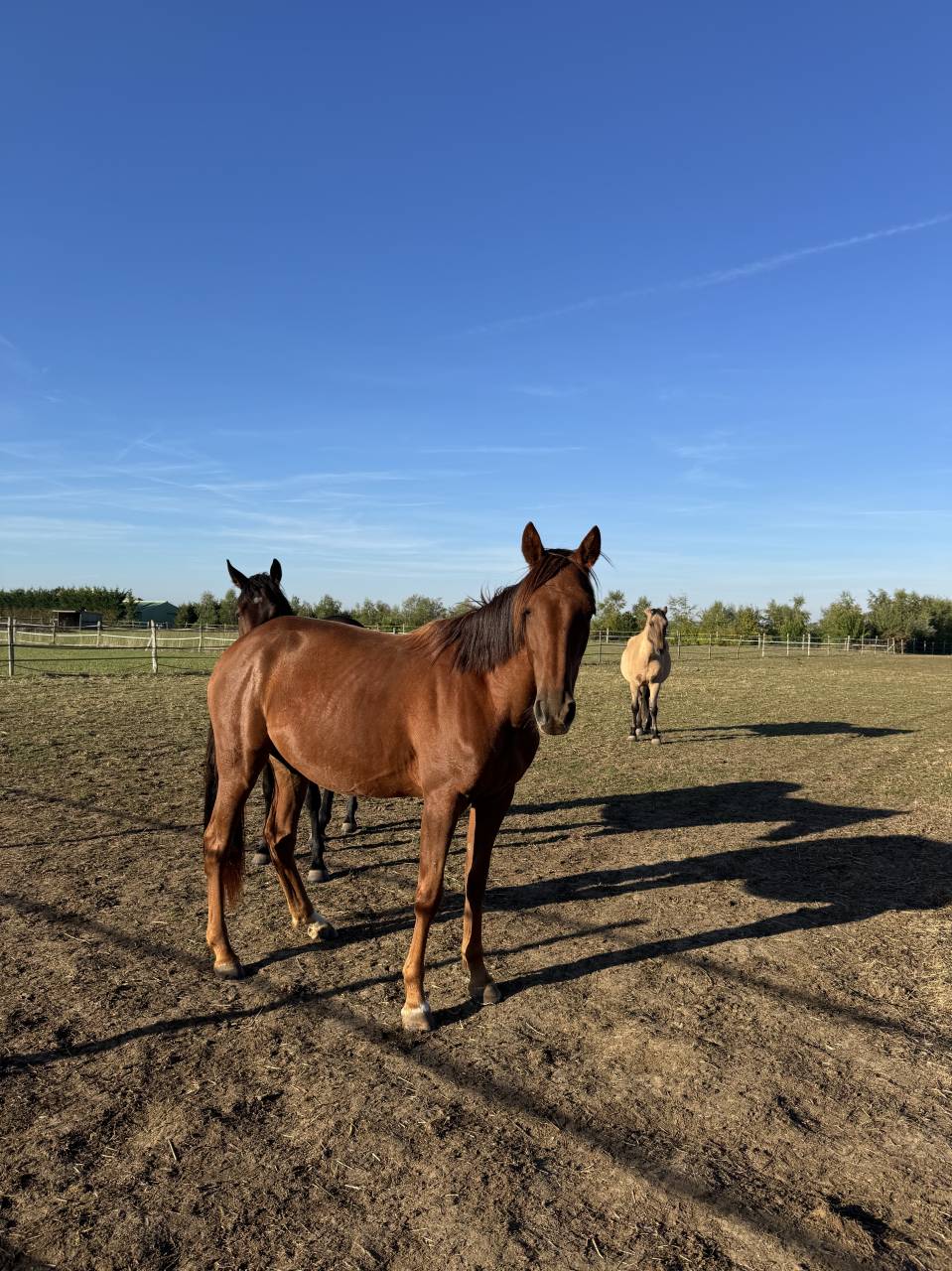 Poulini&egrave;re TF