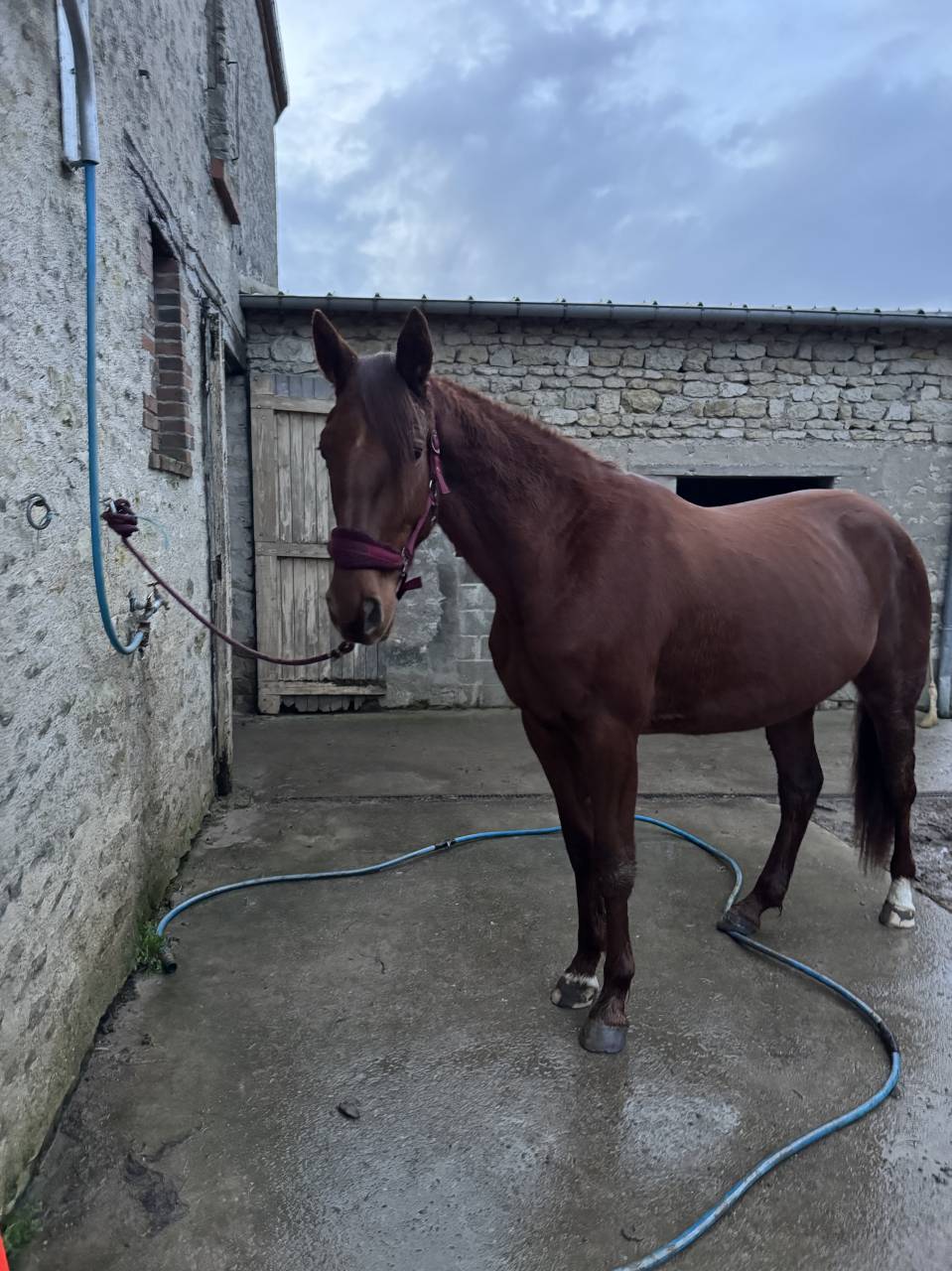 Poulini&egrave;re TF