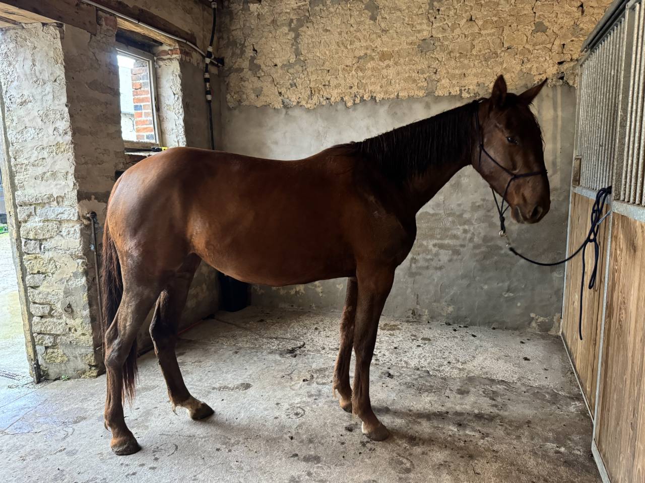 Poulini&egrave;re TF