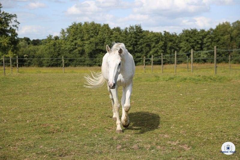 Selle fran&ccedil;ais 1m80 - ma&icirc;tre d'&eacute;cole 
