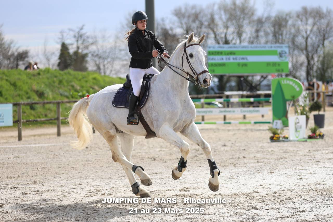 Selle fran&ccedil;ais 1m80 - ma&icirc;tre d'&eacute;cole 