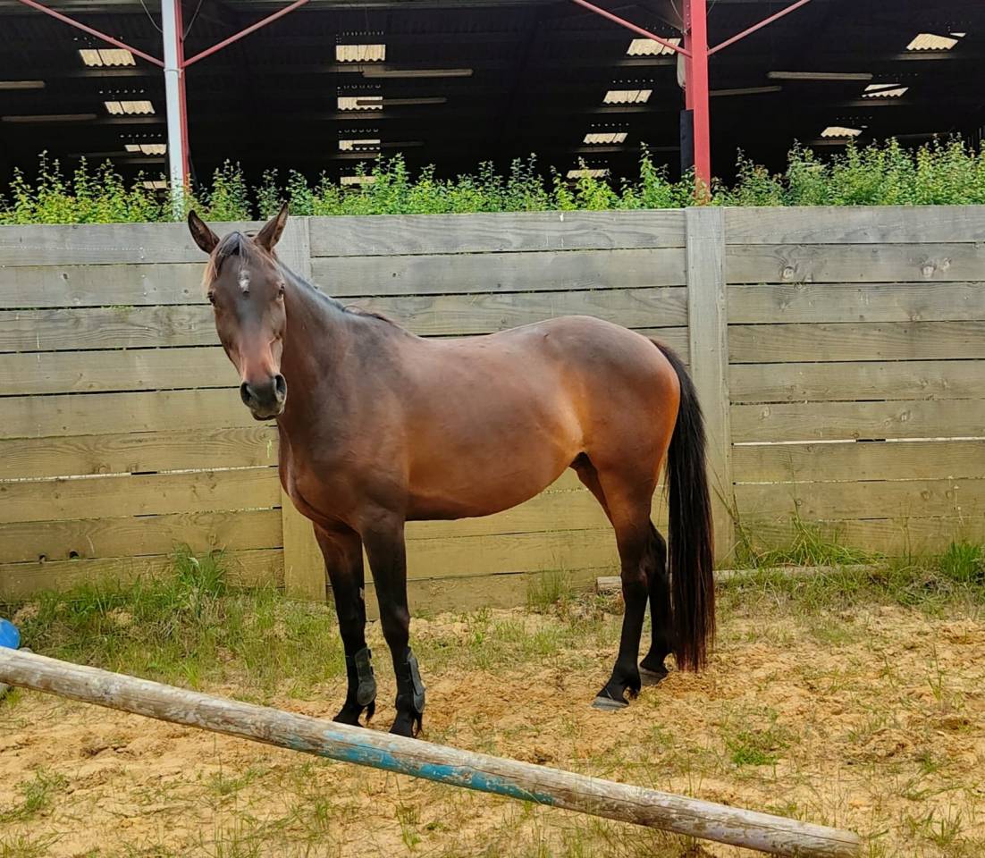 Jolie Jument SF n&eacute;e en 2020