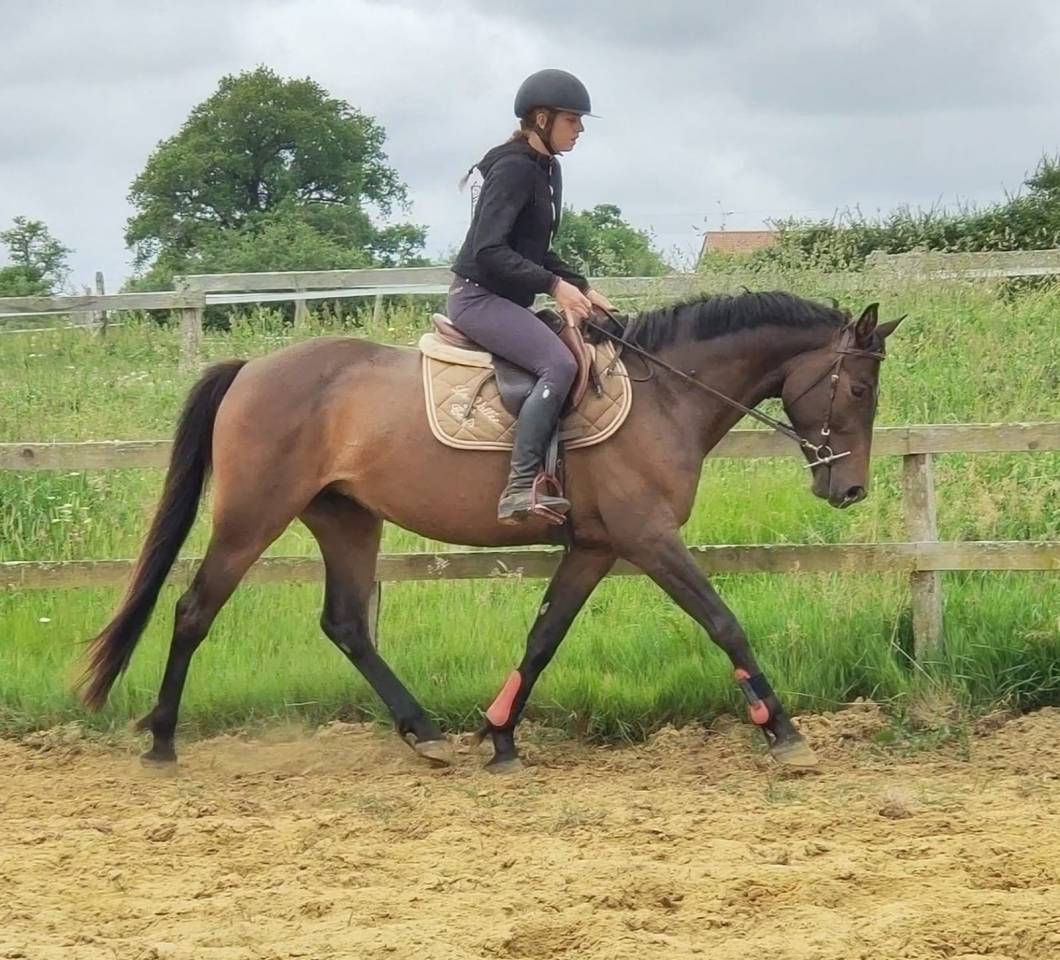 Jolie Jument SF n&eacute;e en 2020