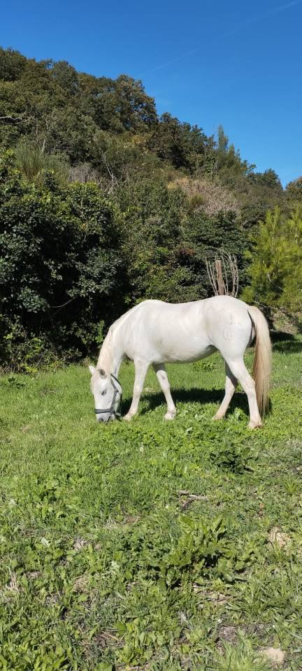 Cherche DP pour gentille ponette camarguaise 