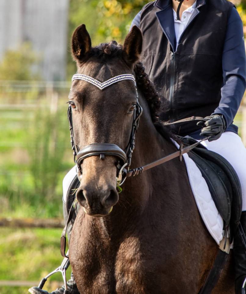 A vendre gentil cheval de 8 ans