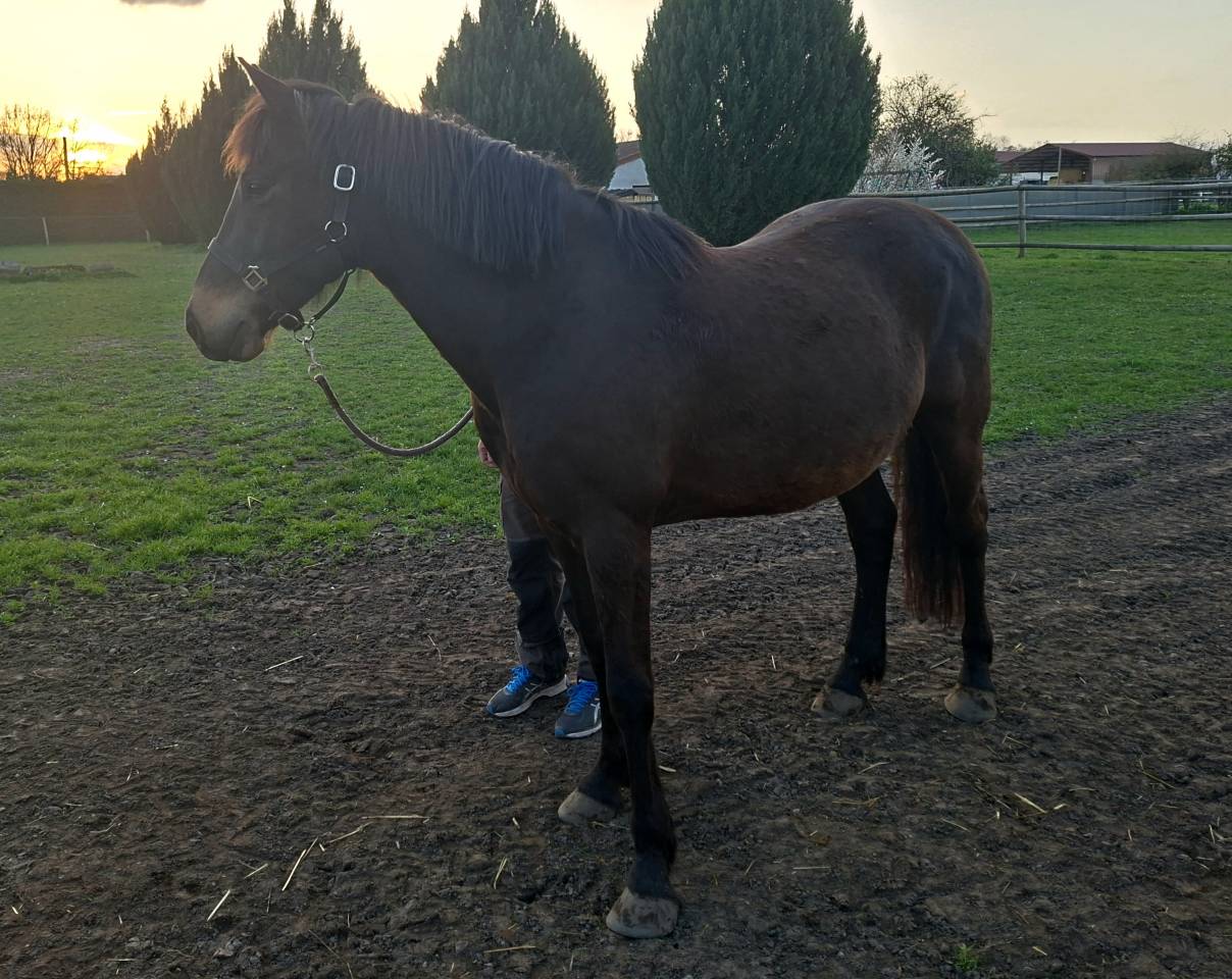 A vendre gentil cheval de 8 ans