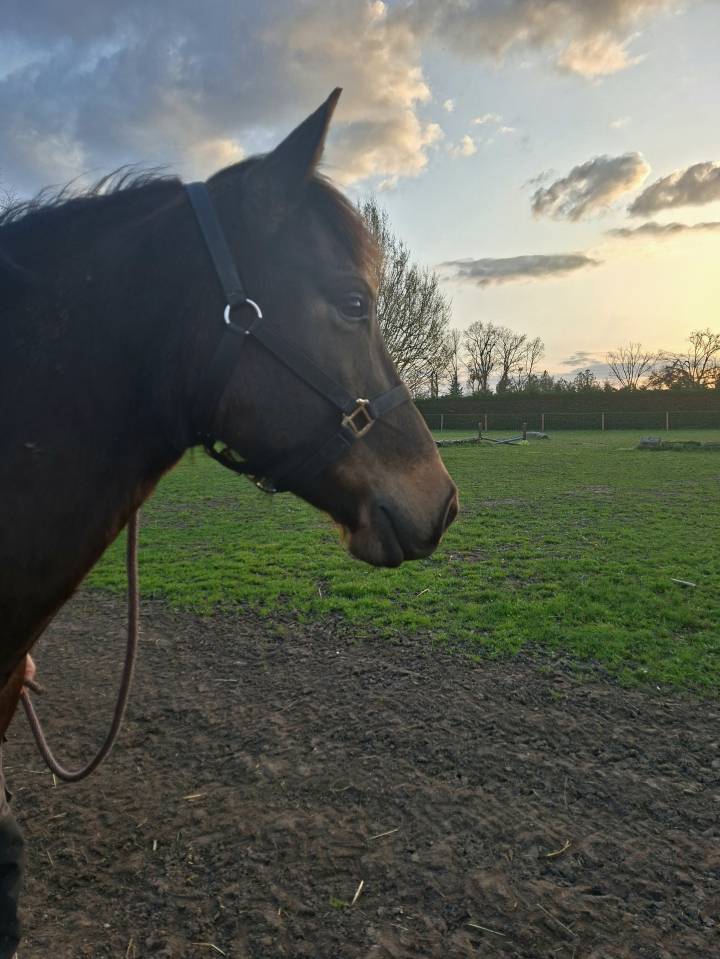 A vendre gentil cheval de 8 ans