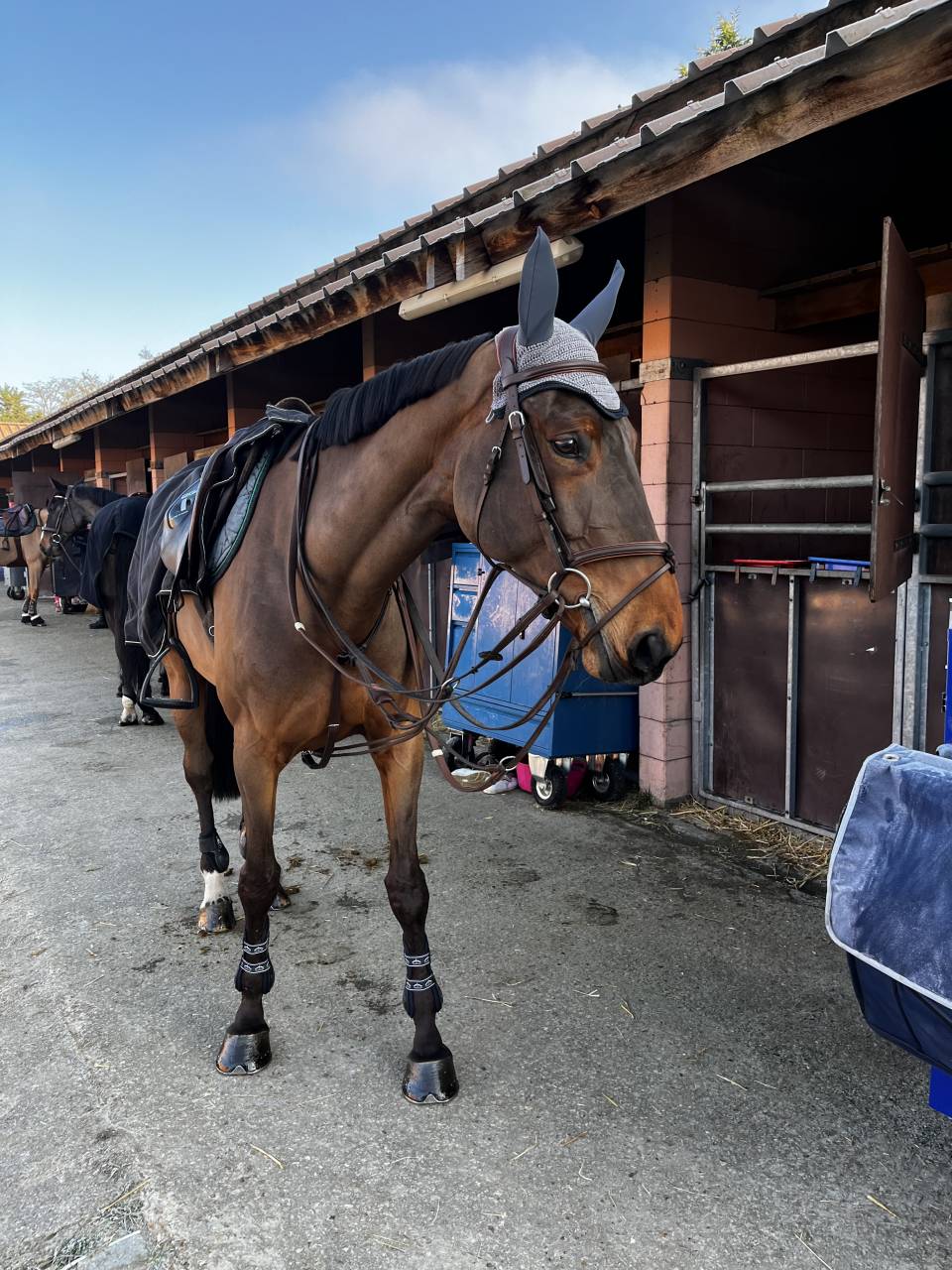 Jument de 10 pour gagner 140/145 