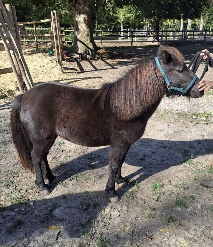 Jument miniature AMHA