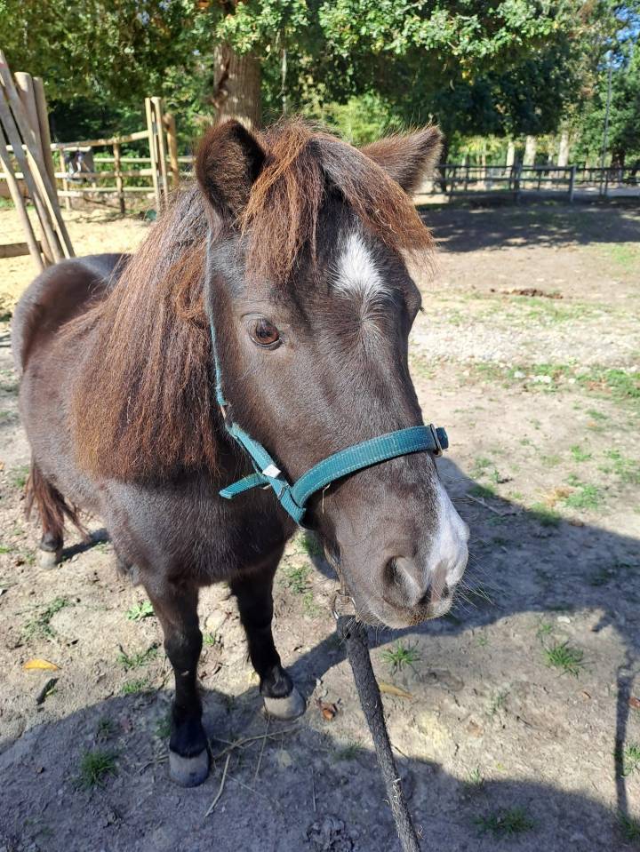 Jument miniature AMHA