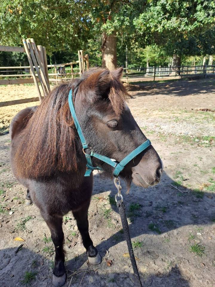 Jument miniature AMHA