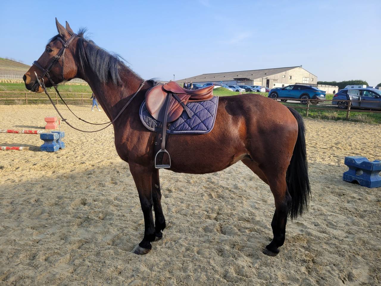 Tr&egrave;s gentille jument de balade/loisir 1m65