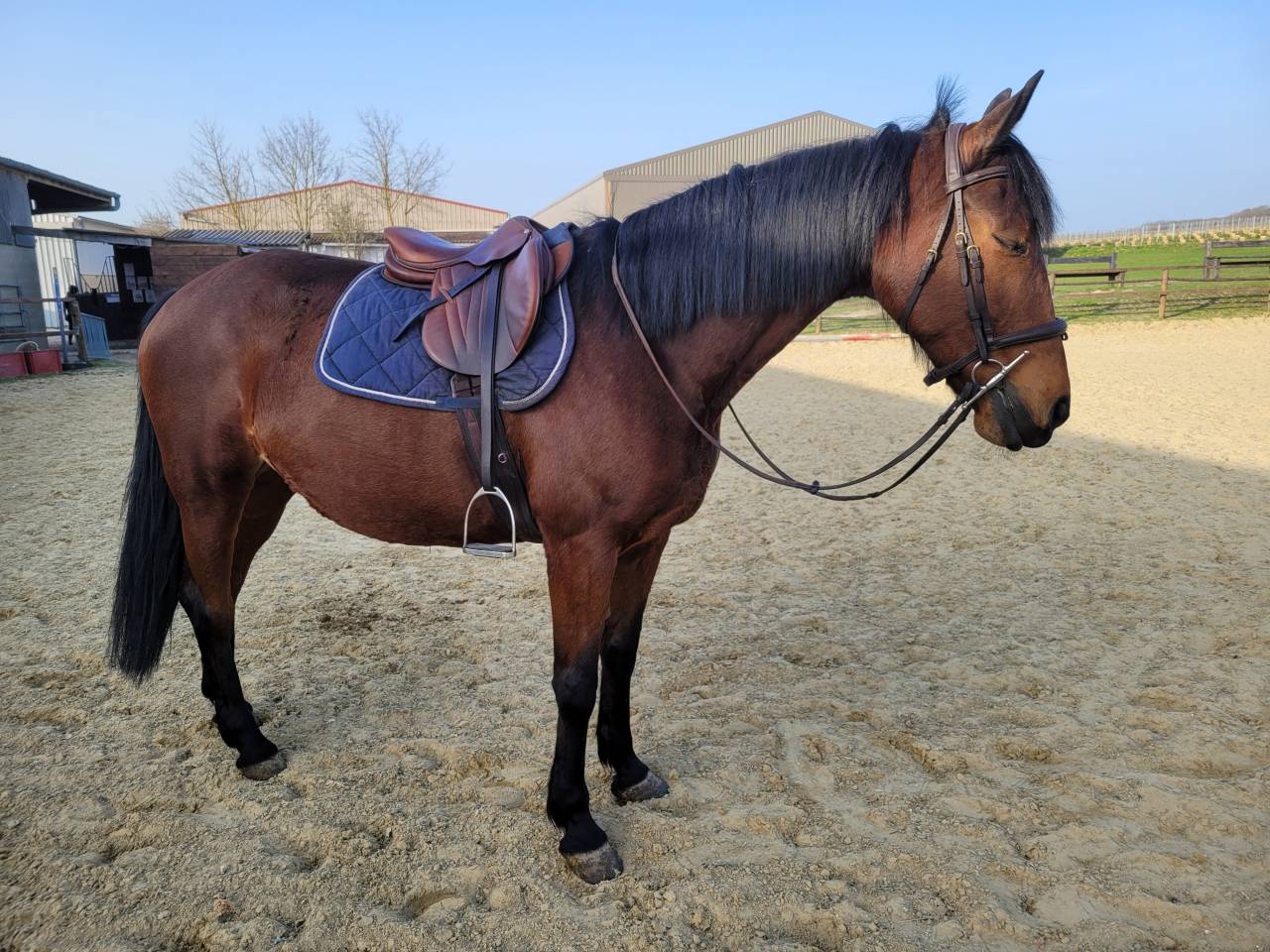 Tr&egrave;s gentille jument de balade/loisir 1m65