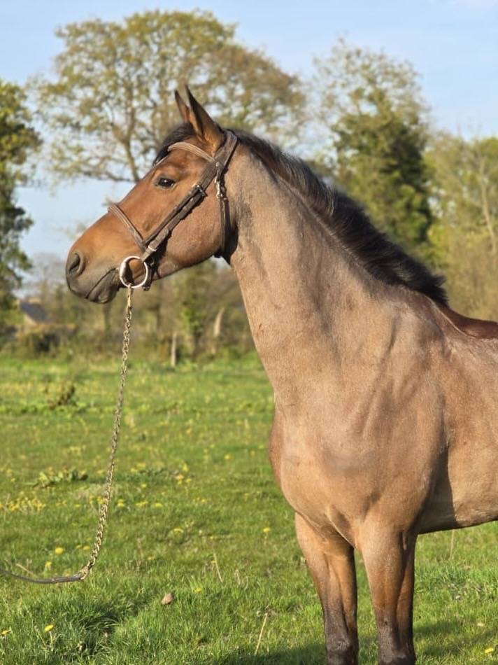 Magnifique jument 