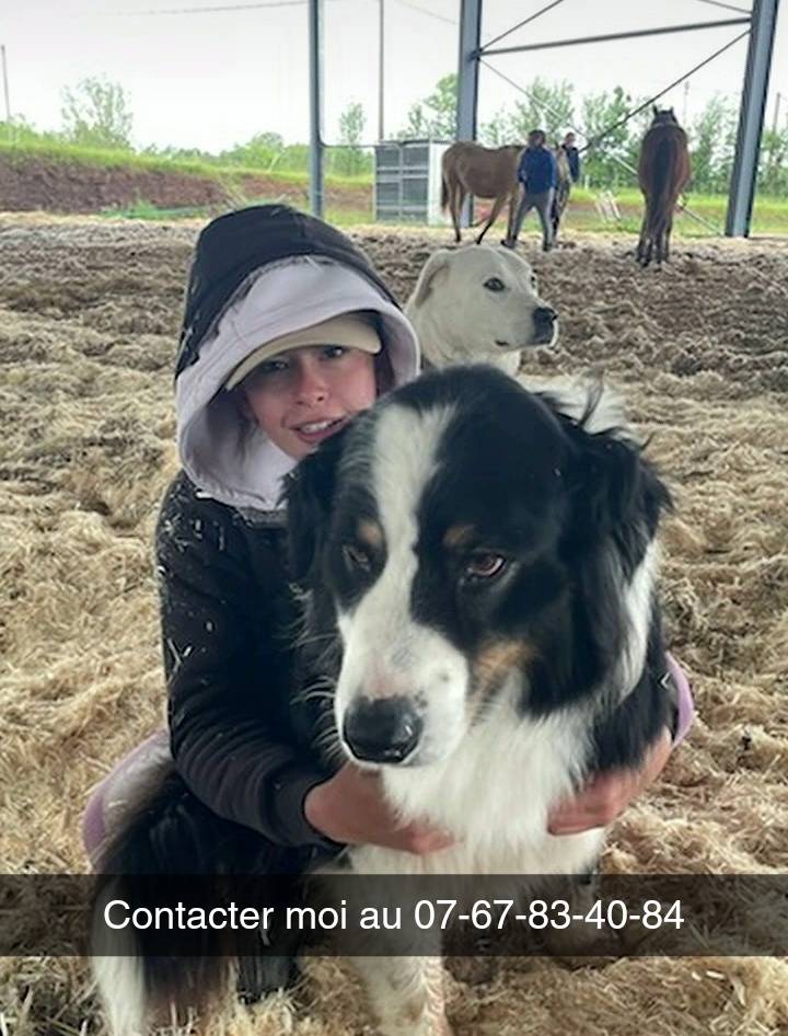 Prestation Palefrenier soigneur 