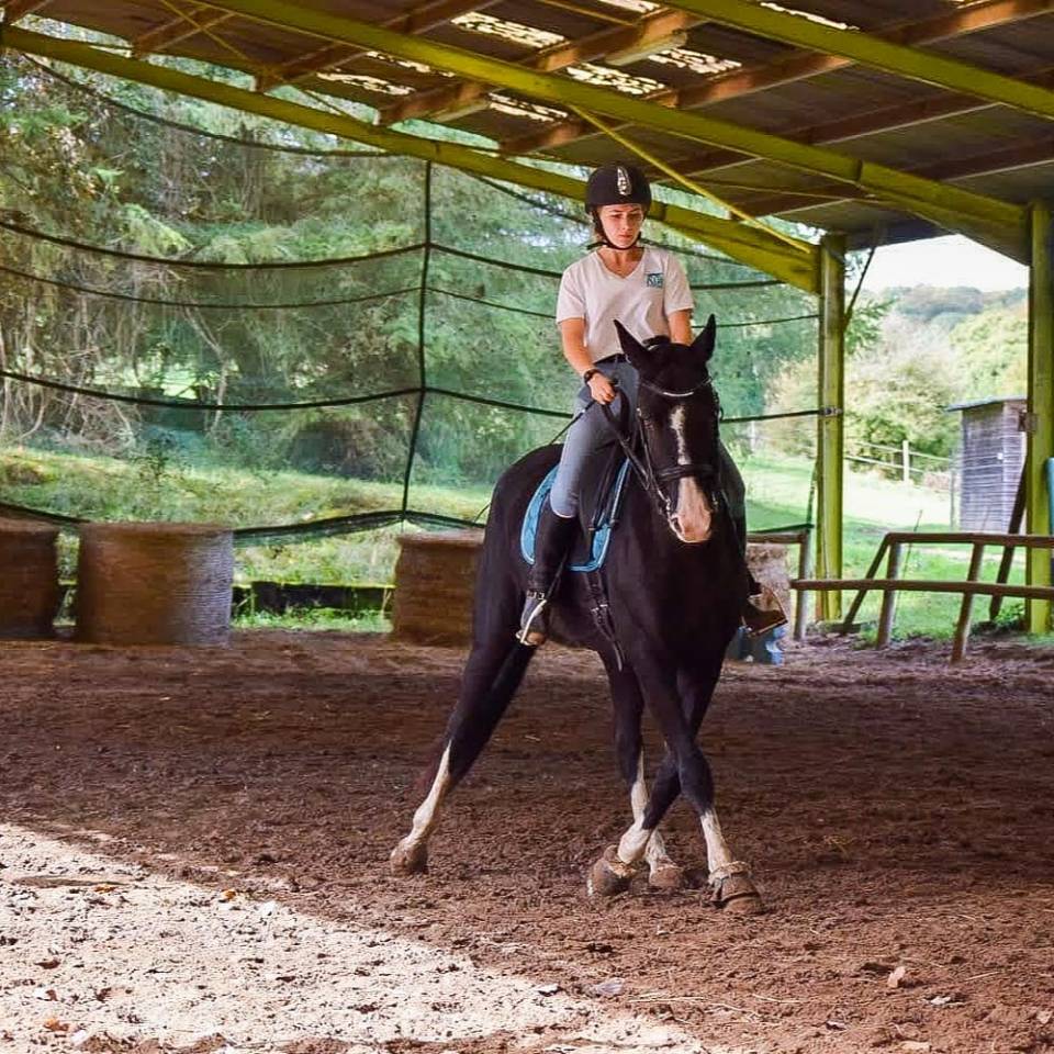 Jument ONC (hannovrienne)