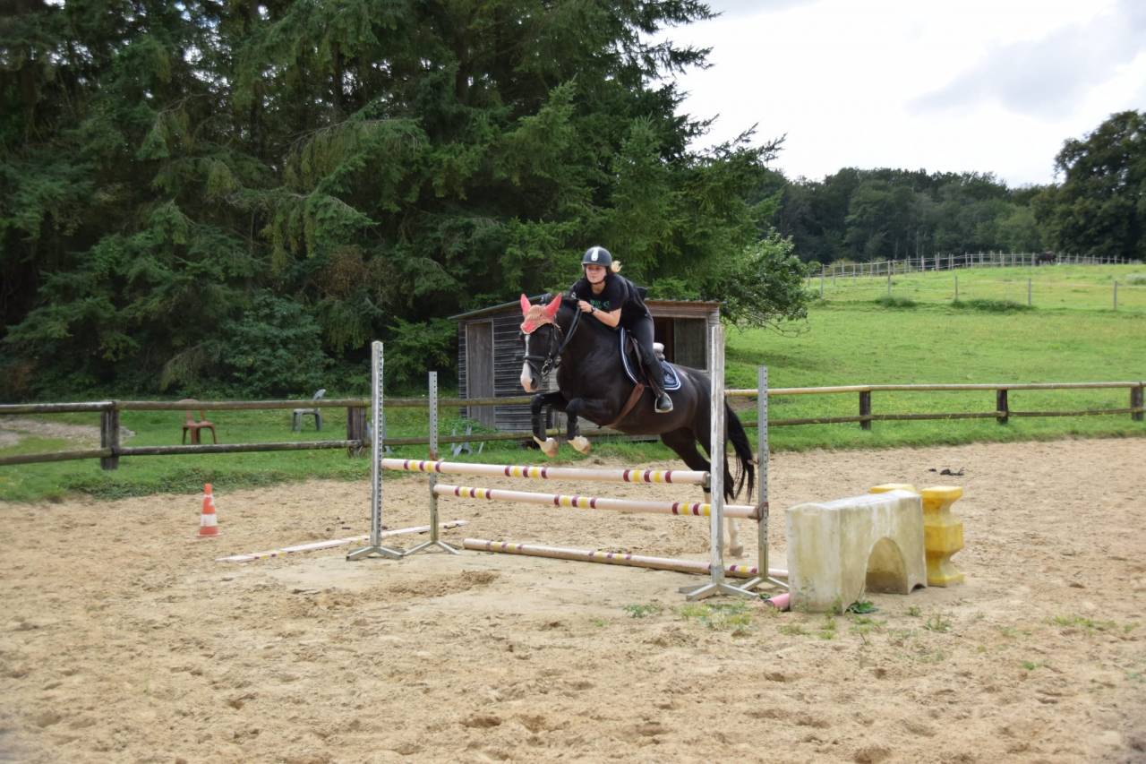 Jument ONC (hannovrienne)